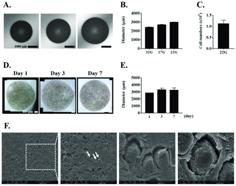 Characterization of alginate microbeads. (A) Alginate microbeads ...