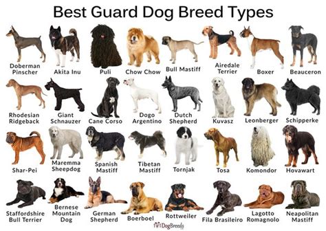 What Is The Best Guard Dog For A House