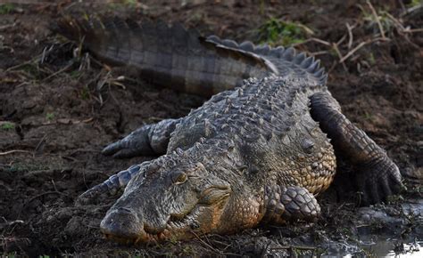 Scientists discover new giant crocodile species that lived 18 million years ago - TrendRadars UK