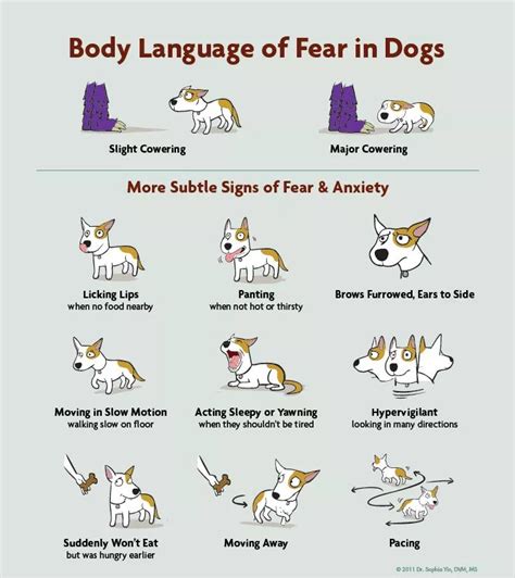 Signs of Fear and Anxiety in Dogs - The Animal Health Foundation | The ...