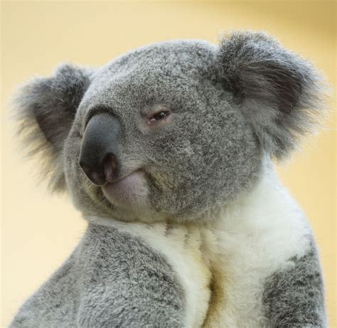 Koala no camera shy and pretent to be a model Funny Animal Photos, Cute Funny Animals, Animal ...