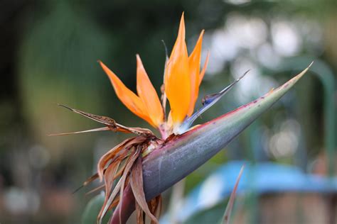 Strelitzia reginae flower in Pretoria garden - My Digital Pictures