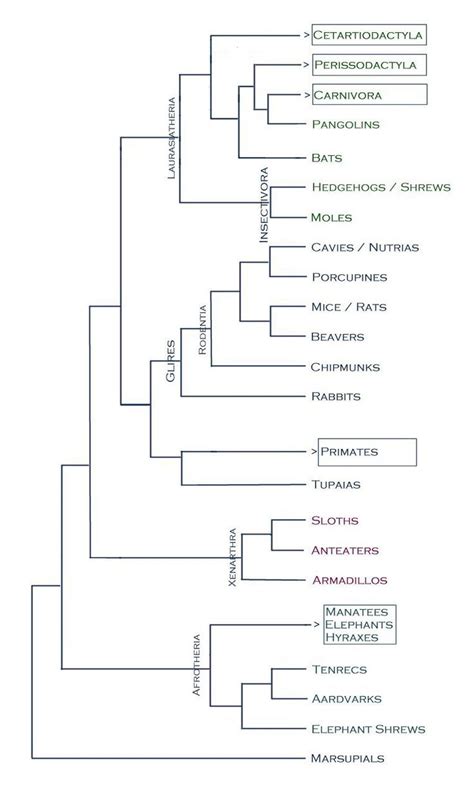 Mammalian Phylogeny | Taxonomy, Science and nature, Zoology