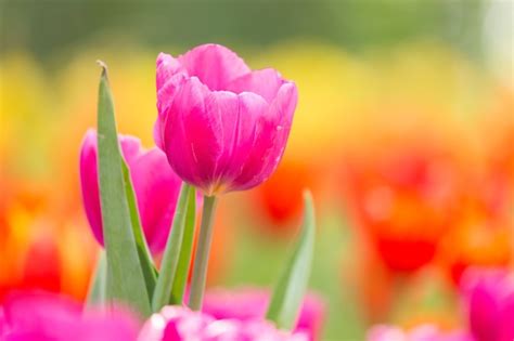 Premium Photo | Pink tulips in the garden.