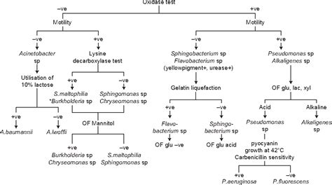 Figure 1 from Nonfermenting Gram-Negative Bacilli Infections in a Tertiary Care Hospital in ...