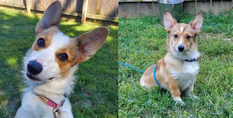 Columbus Humane Has A Bunch Of Corgis Up For Adoption And The Cuteness Is Unreal