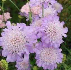 Scabiosa 'Butterfly Blue' - Farmyard Nurseries