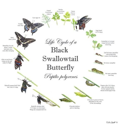 Life Cycle of a Black Swallowtail Butterfly