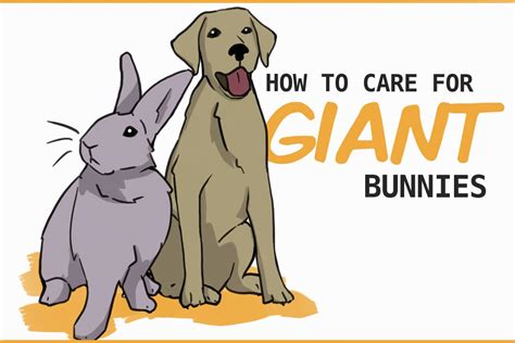 Giant Rabbit Breeds