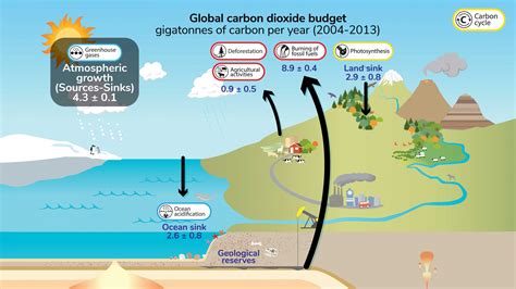 Carbon cycle - Understanding Global Change