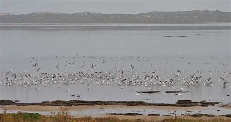 Coorong National Park Wildlife South Australia