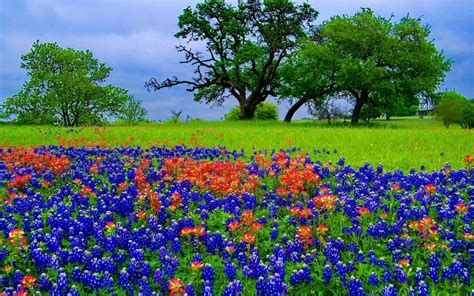 Texas Bluebonnets Wallpapers - Top Free Texas Bluebonnets Backgrounds ...