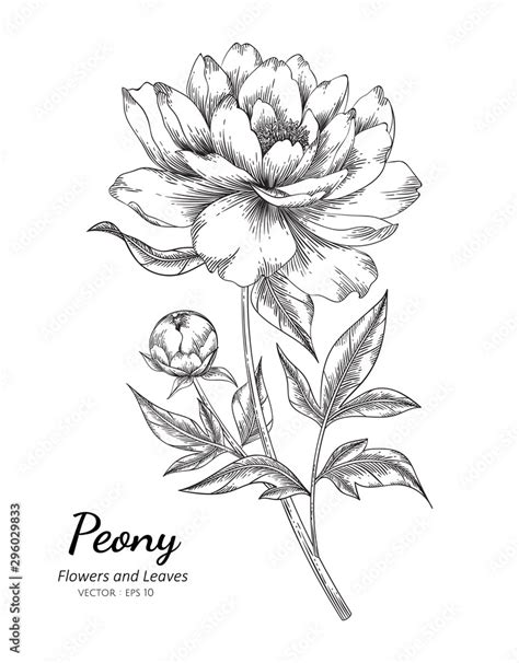 Peony flower drawing illustration with line art on white backgrounds ...