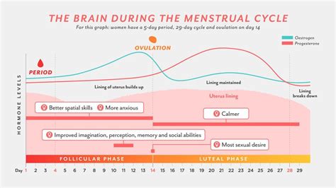 How the menstrual cycle changes women’s brains – for better - BBC Future