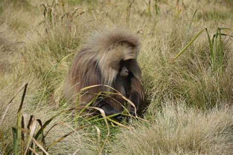 Gelada Baboons - Shadows Of Africa