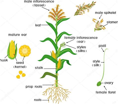 Partes Planta Morfología Del Maíz Maíz Planta Con Hojas Verdes Vector de stock por ©mariaflaya ...