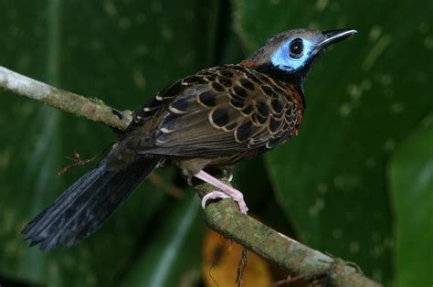 Ocellated Antbird - The Canopy Family