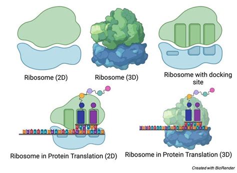 Ribosomes: Function, Definition, Structure, and Formation