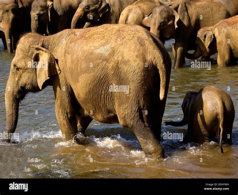 Elephant bathing at the orphanage in Sri Lanka Stock Photo - Alamy