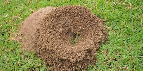 How to Get Rid of Large Ant Hills & Colonies