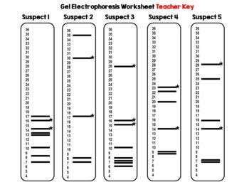 Dna Fingerprinting Crime Scene