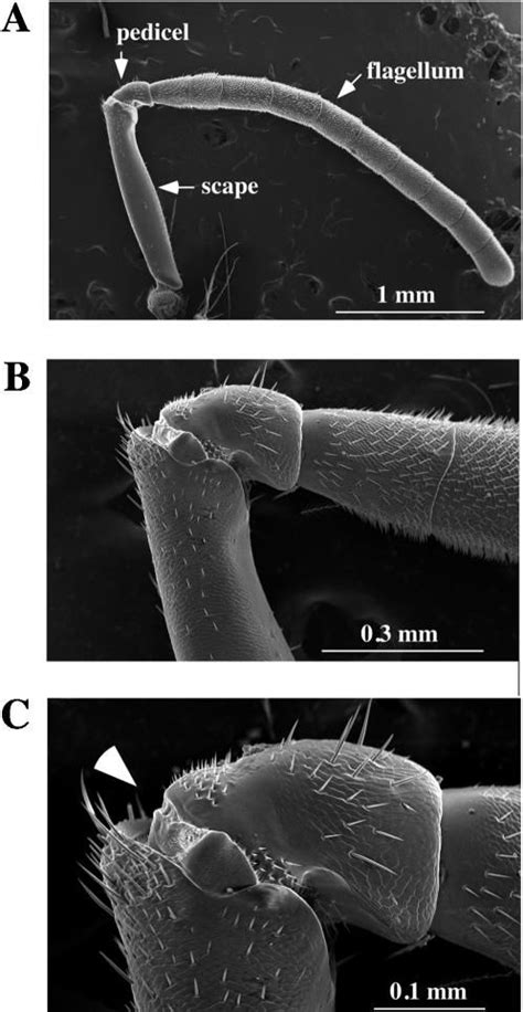 Honey Bee Antenna Morphology