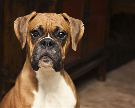 10 Best Dog Breeds From Germany