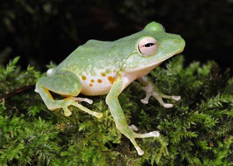 New Species of Forest Frog Discovered in Philippines | Biology | Sci ...