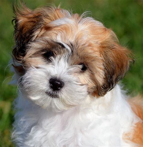 Shichon Breed Facts, Information, and Characteristics | PuppySpot