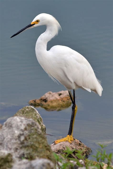 Snowy Egret (Egretta thula) North America | Pet birds, Coastal birds, Colorful birds