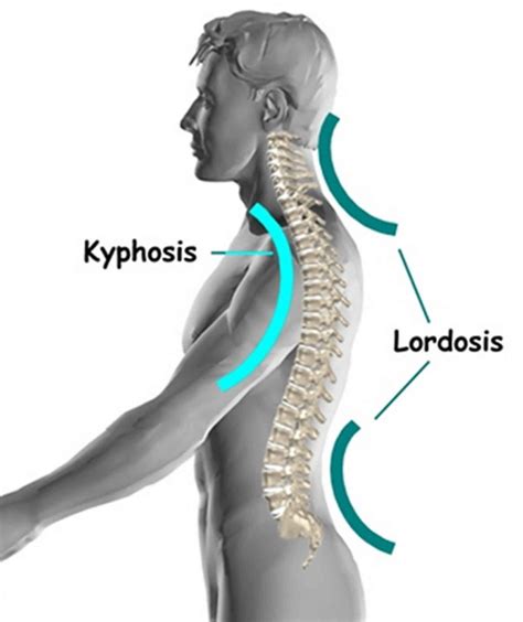 Thoracic vertebrae anatomy, function & thoracic vertebrae injury