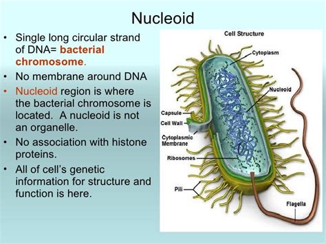 Chapter 4 prokaryotic profiles micro 1