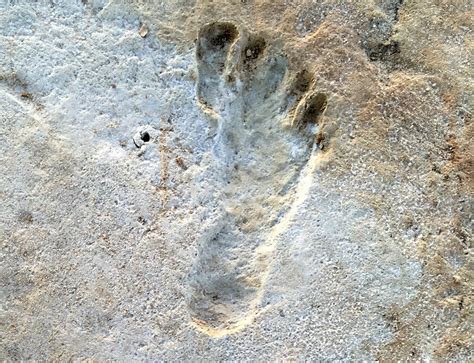 The Oldest Human Footprints in North America Could Redefine Prehistory as We Know It—and It’s ...