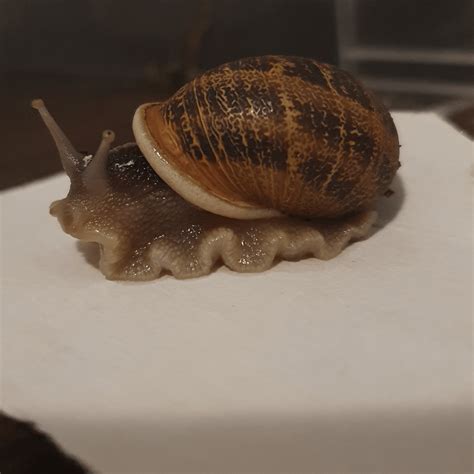 Funny picture of my snail : r/snails