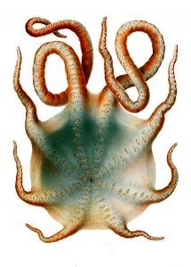 Seven-Arm Octopus Archives - Animal Facts For Kids | Wild Facts