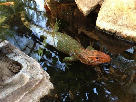 Sun Pet: Sun Pet's CREATURE FEATURE | Caiman lizard, Pet lizards, Baby ...