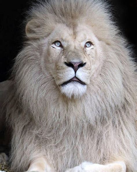 Pin by La force de la nature on Big cats | Albino animals, White lion ...