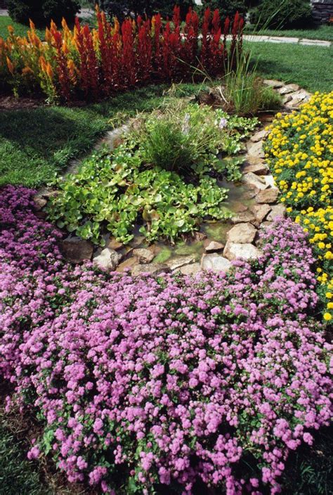 4 Best Ground Cover Options For Yards With Full Sun And Clay Soil | Ground cover, Ground cover ...