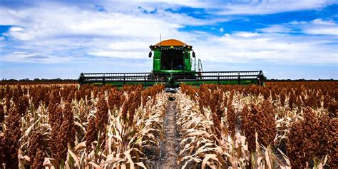 Rain prompts strong sorghum yields across the Downs | Queensland ...