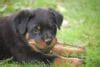 370 Rottweiler Names – Popular Male and Female Names - Rottweiler Life