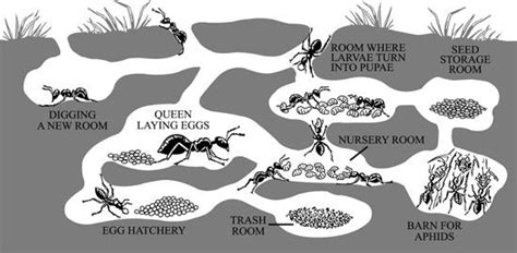 The Team Approach: With Teamwork Anything Is Possible | CMOE | Ants, Ant colony, Teamwork