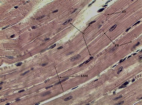 Lab 4 Muscle and nervous tissue | Histology