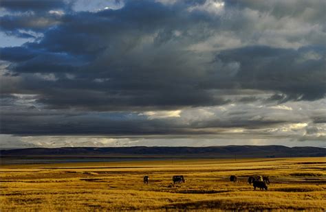 Changtang Plateau in Nagqu: Features and Tips – Tibet Tours, Tibet ...