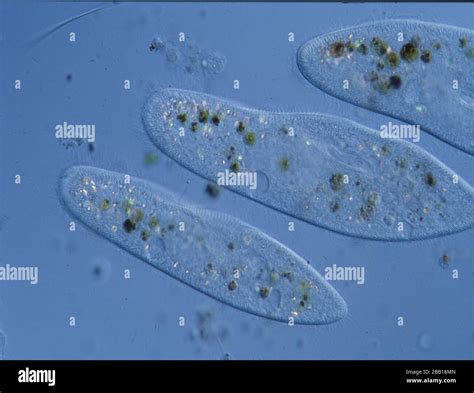 Ciliates ciliate hi-res stock photography and images - Alamy