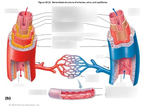 arteries and veins labeling Diagram | Quizlet