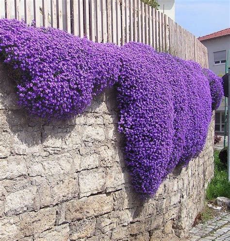 AUBRETIA ROYAL VIOLET (600 seeds) Perennial in 2021 | Perennial ground cover, Ground cover ...