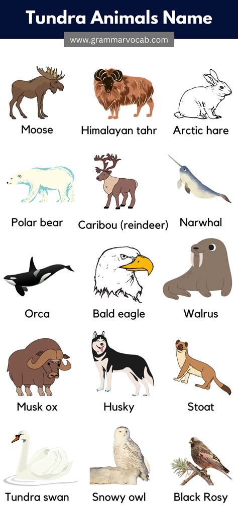 Animals That Live in The Tundra Pictures & Facts - GrammarVocab