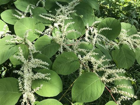 Edible & Medicinal Uses of Japanese Knotweed (Polygonum Cuspidatum) — SHO Farm