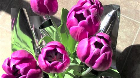 Tulips Blooming - YouTube