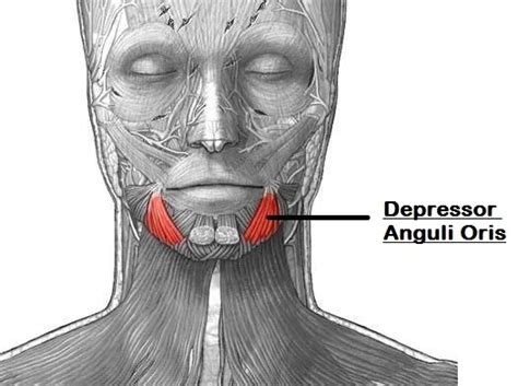 Depressor anguli oris muscle - Origin, Insertion, Function - Mobile